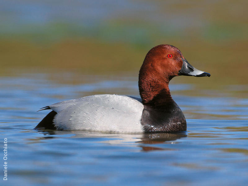 Common Pochard (Male, ITALY)