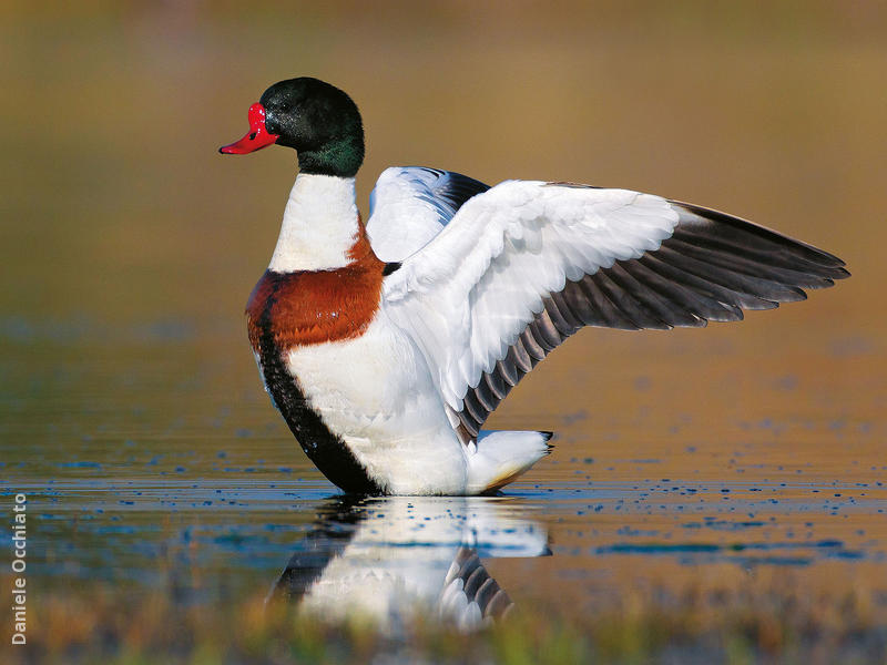 Common Shelduck (Male, ITALY)