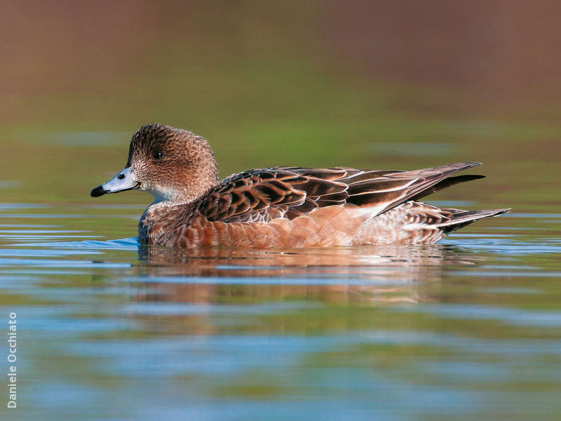 Eurasian Wigeon (Female, ITALY)