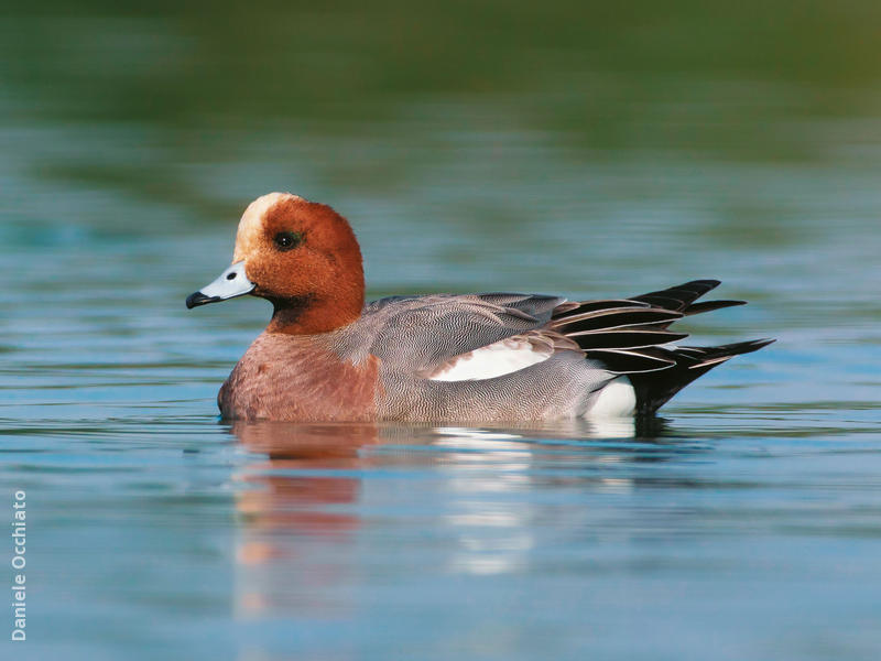 Eurasian Wigeon (Male, ITALY)