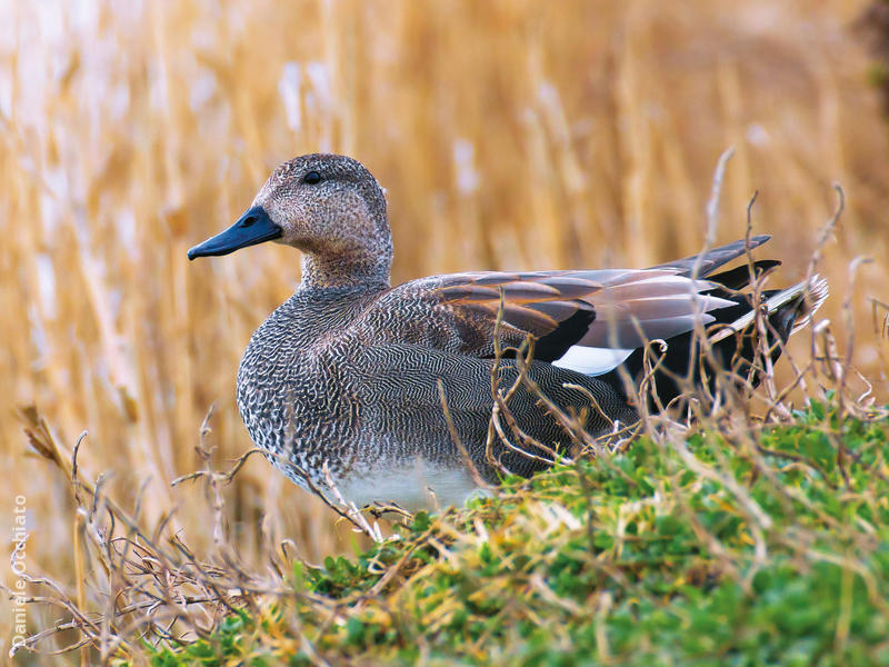 Gadwall (Male, ITALY)