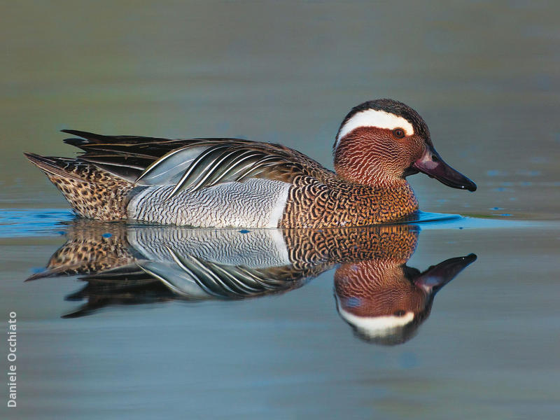 Garganey (Male, ITALY)