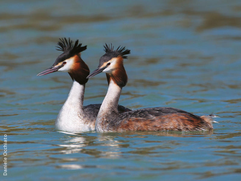 Great Crested Grebe (Breeding plumage, ITALY)