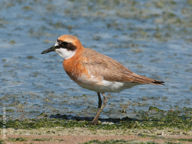 Greater Sand Plover (Breeding plumage)