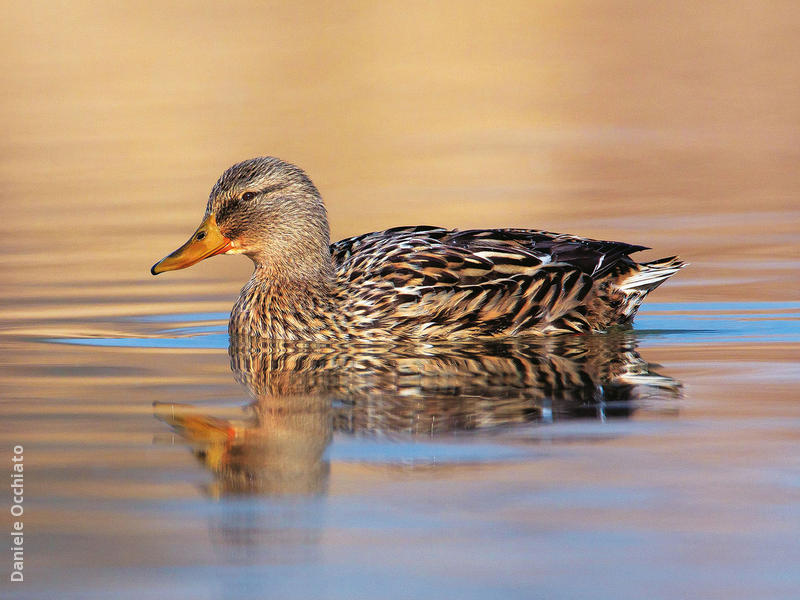 Mallard (Female, ITALY)