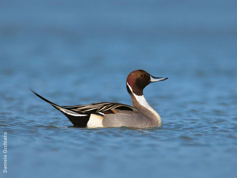 Northern Pintail (Male, ITALY)