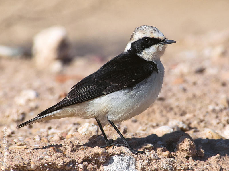 Pied Wheatear (Male pale-throated form)