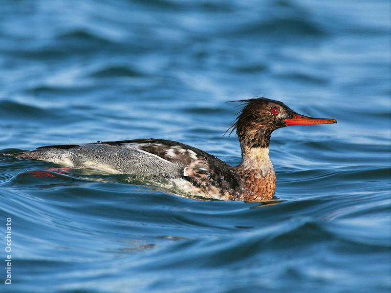 Red-breasted Merganser (Male, ITALY)