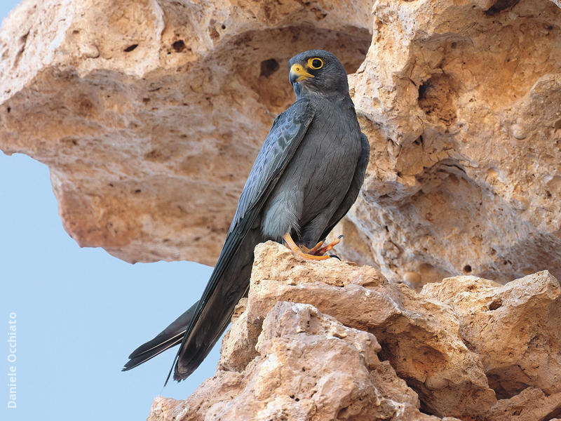 Sooty Falcon (EGYPT)