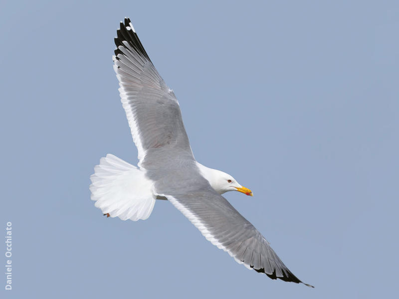 Steppe Gull (Spring)