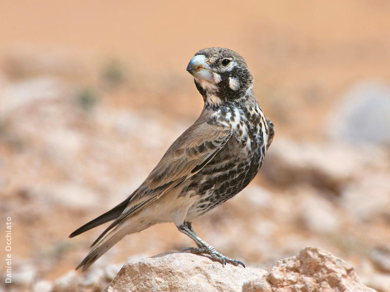 Thick-billed Lark (Male spring, TUNISIA)