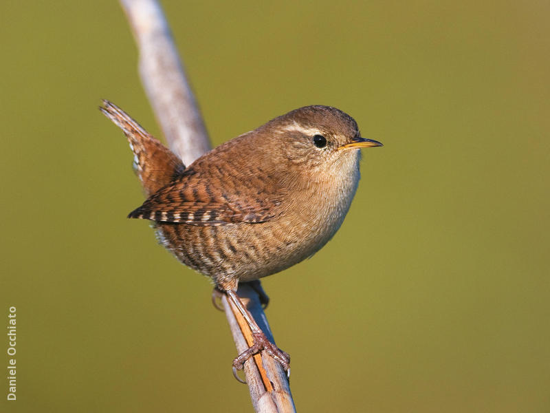 Winter Wren (ITALY)