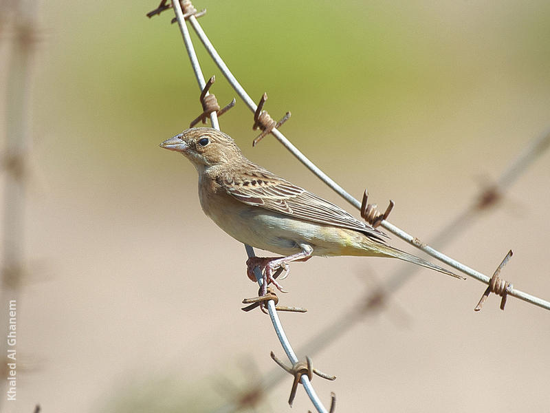 Black-headed Bunting (Immature)