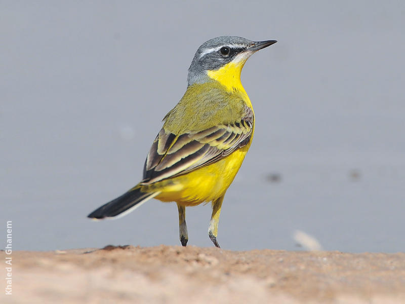 Blue-headed Wagtail (Male)