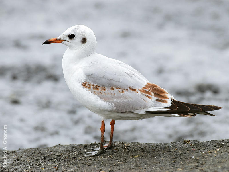 Common Black-headed Gull (Immature)