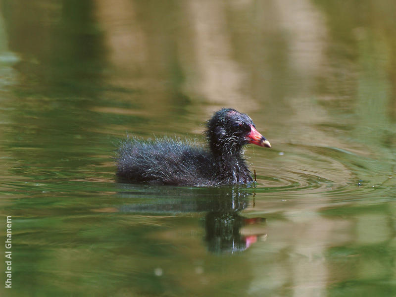 Common Moorhen (Fledgling)