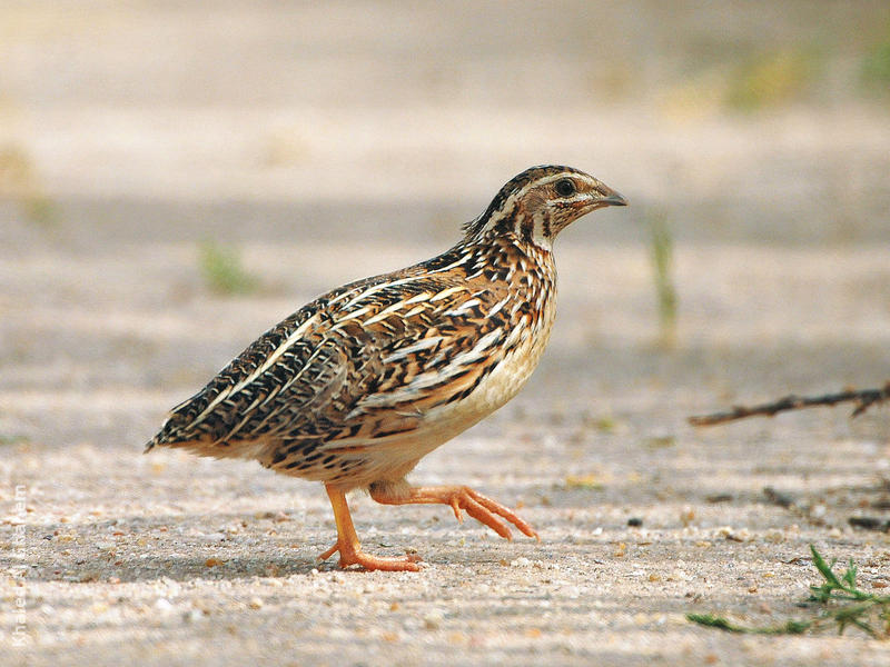 Common Quail - Juvenile