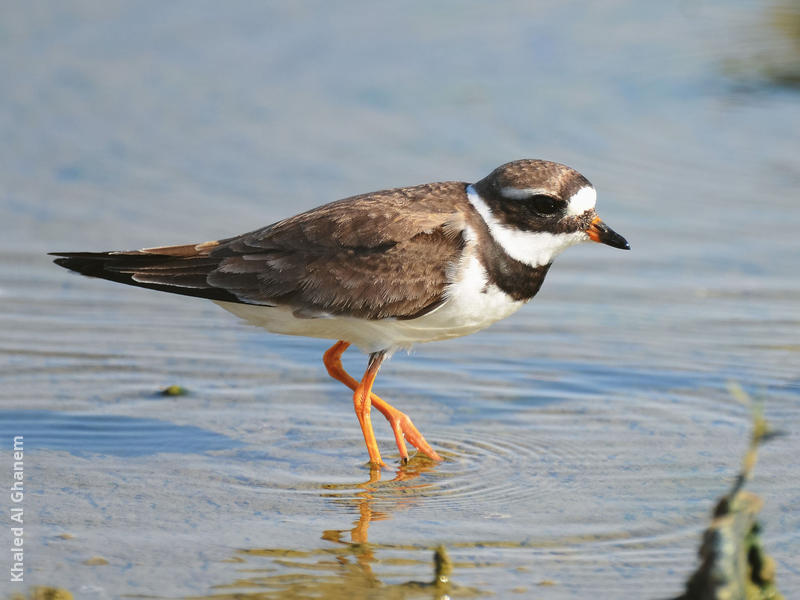 Common Ringed Plover (Spring)