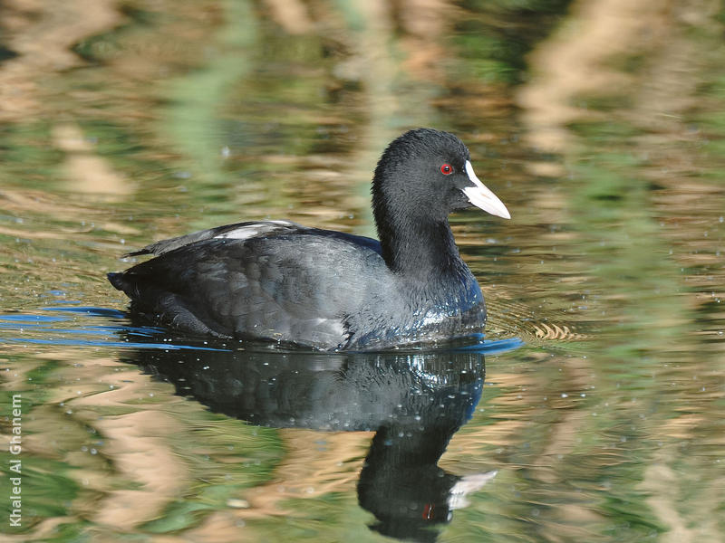 Eurasian Coot