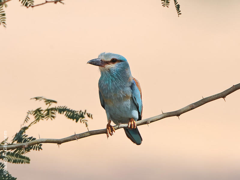 European Roller