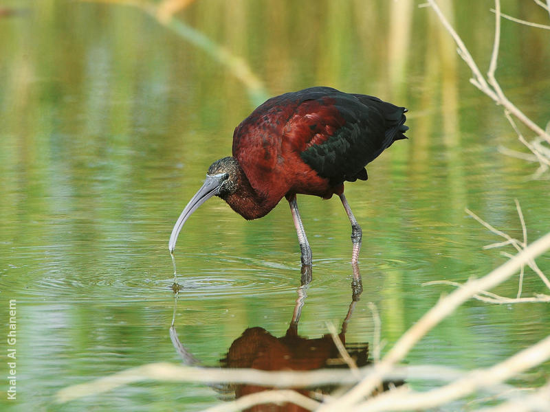 Glossy Ibis