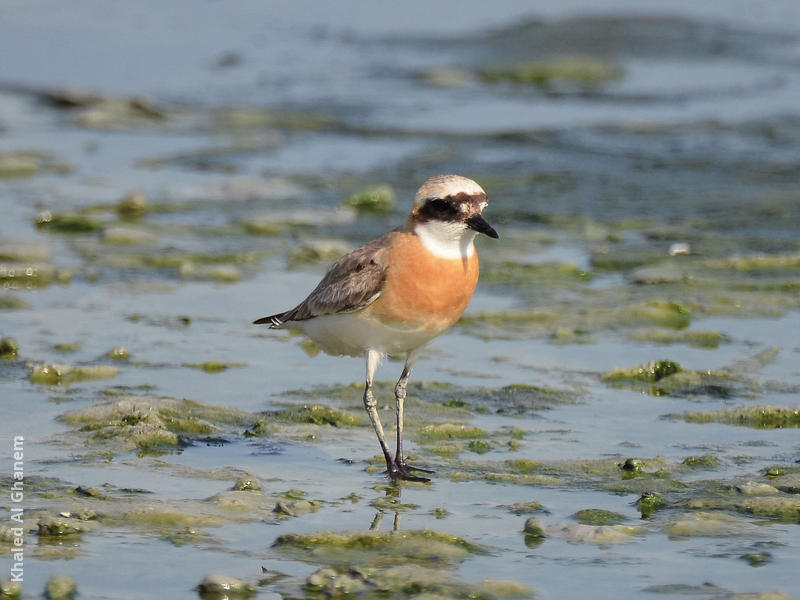 Lesser Sand Plover (Breeding plumage)