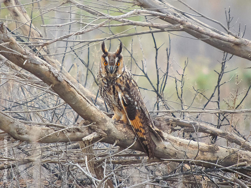 Long-eared Owl