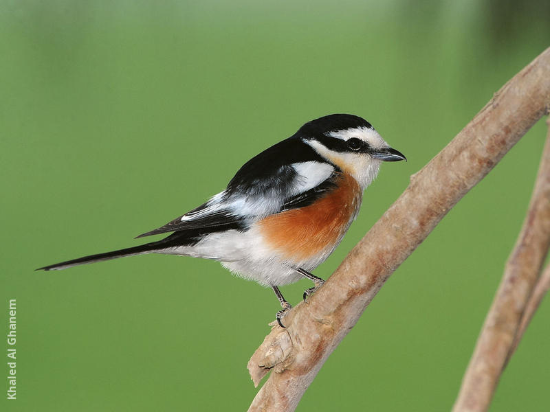 Masked Shrike (Male)