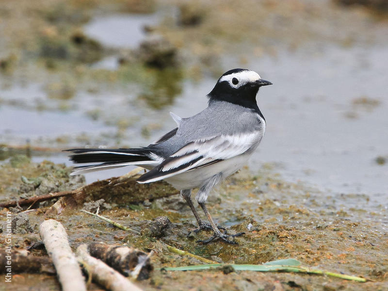 Masked Wagtail (Spring)