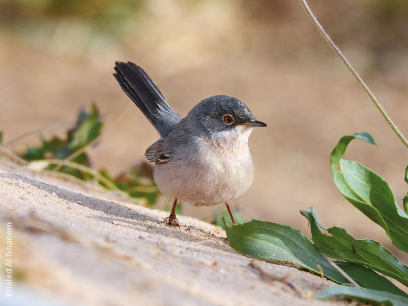 Ménétriés’s Warbler (Male)