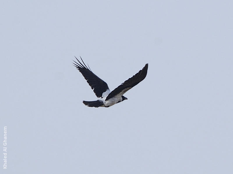 Mesopotamian Crow