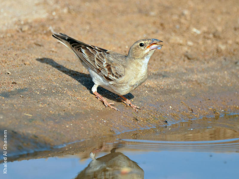 Pale Rockfinch