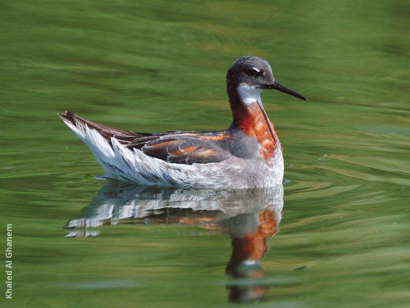 Red-necked Phalarope (Spring)