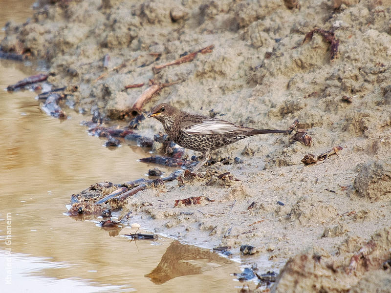 Ring Ouzel (Immature winter)