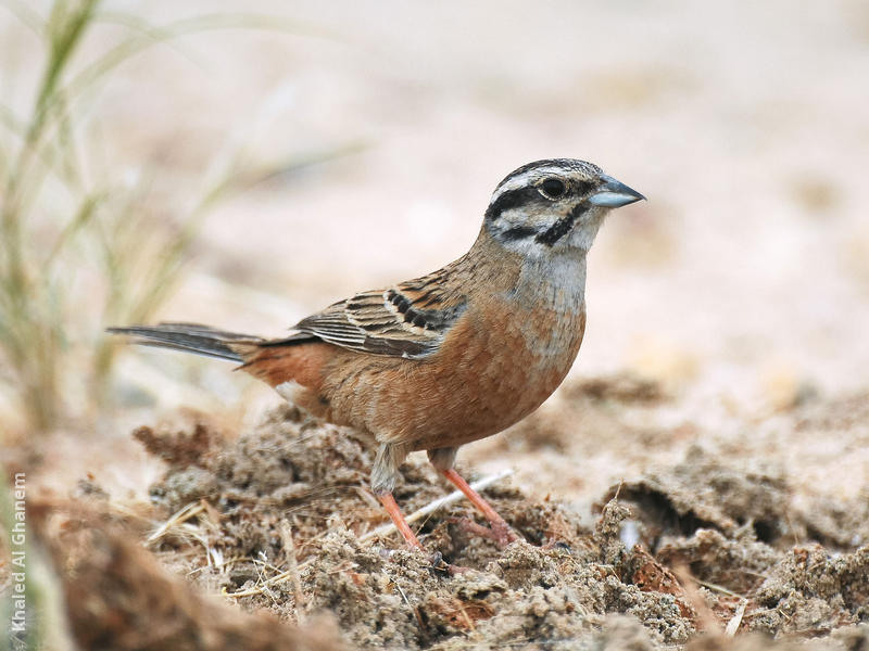 Rock Bunting (Non-breeding plumage)