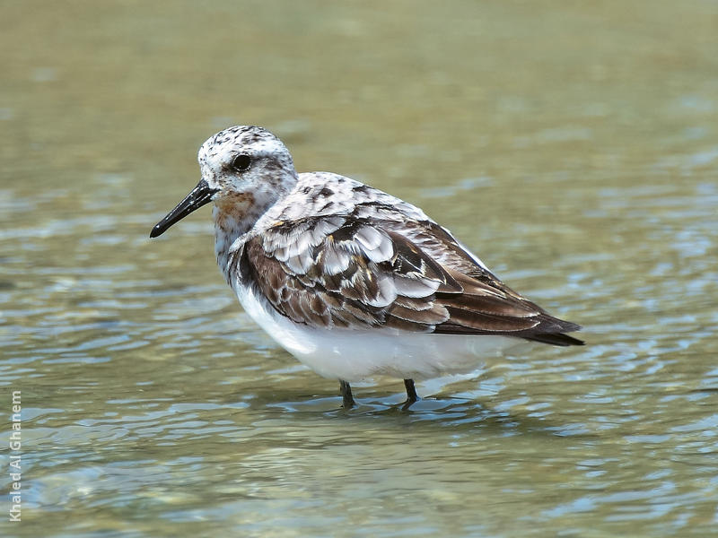 Sanderling (Juvenile)