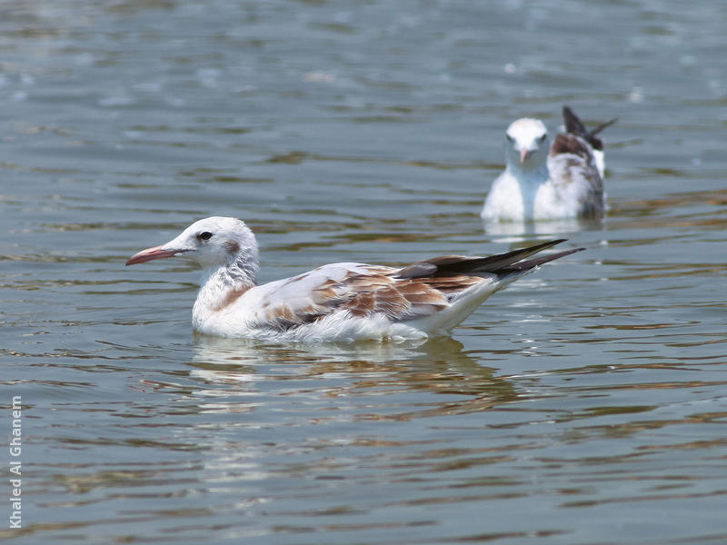 Slender-billed Gull (Juveniles)