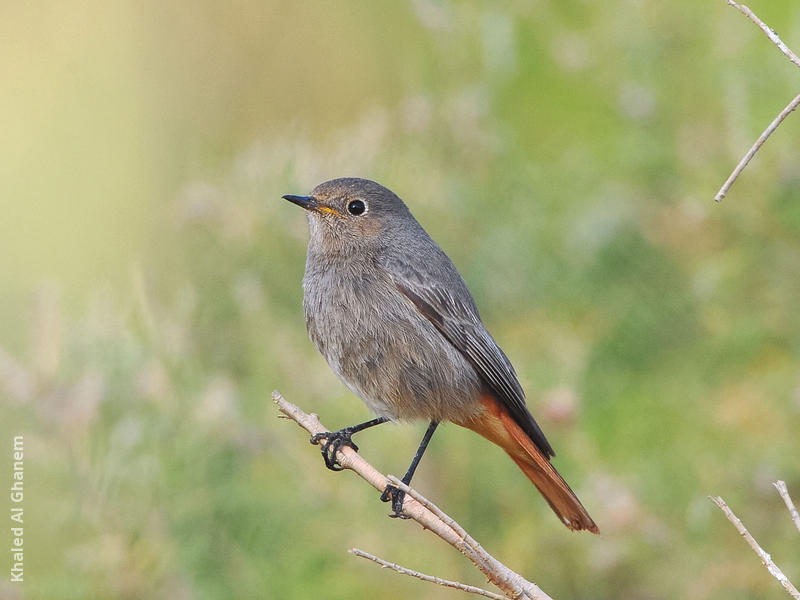 Western Black Redstart (Female)