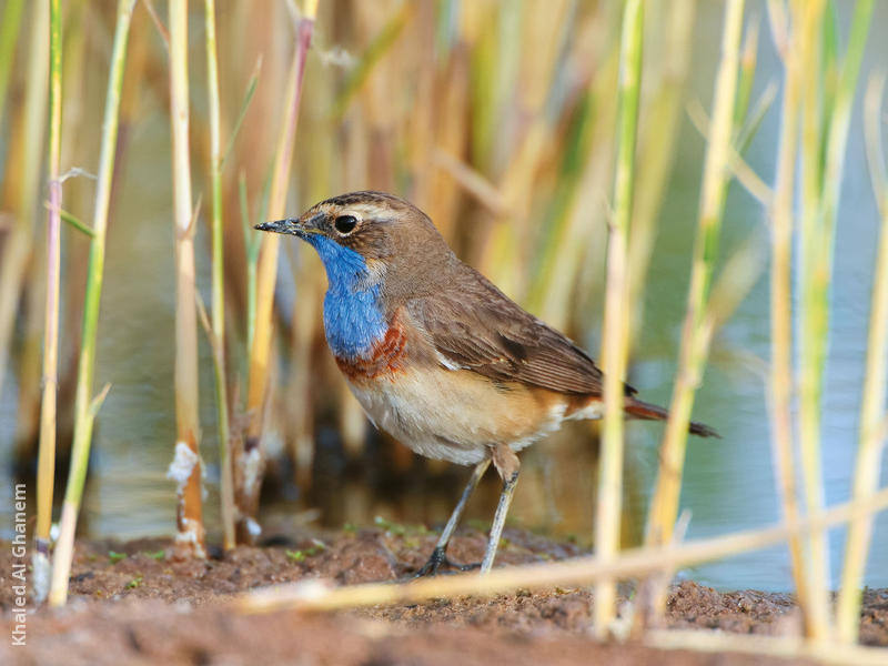 White-spotted Bluethroat (Male)