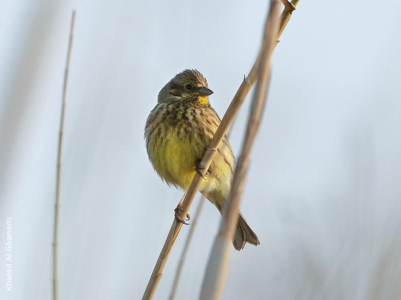 Yellowhammer (Non-breeding plumage)