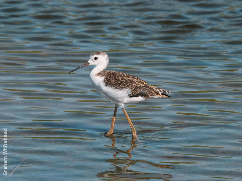 Black-winged Stilt (Juvenile)