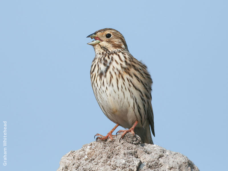 Corn Bunting