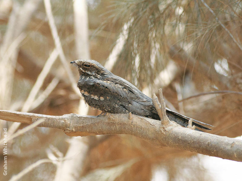 Eurasian Nightjar