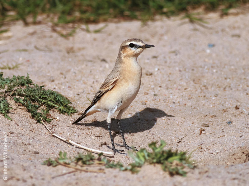 Isabelline Wheatear