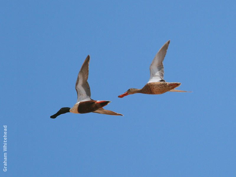 Northern Shoveler (Male and female)