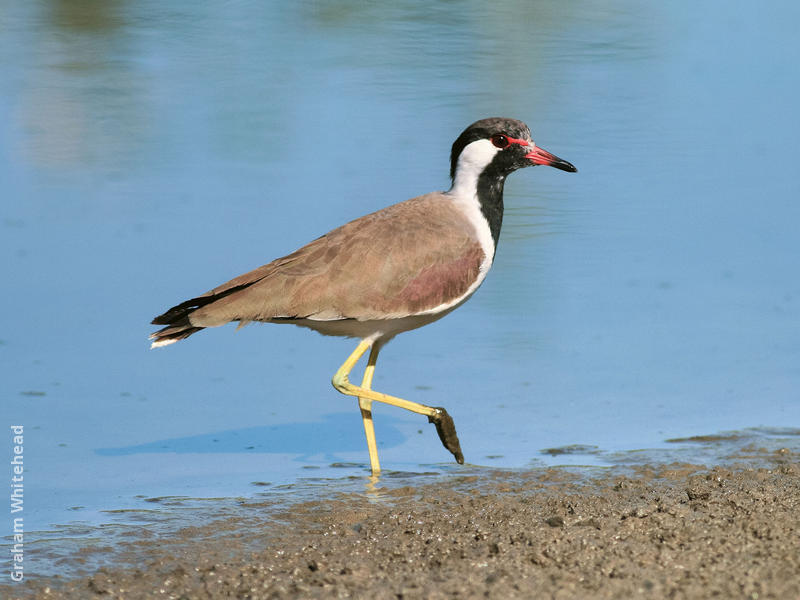 Red-wattled Lapwing