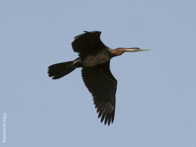 African Darter