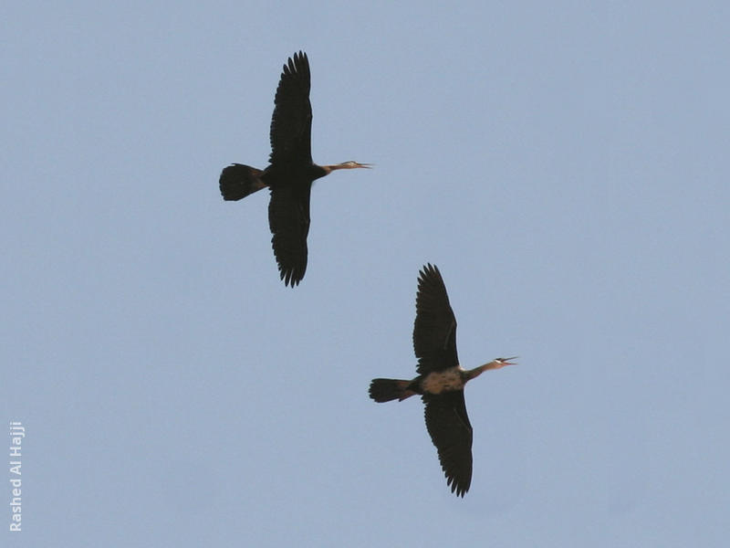 African Darters