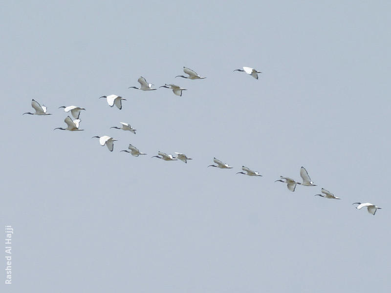 African Sacred Ibis