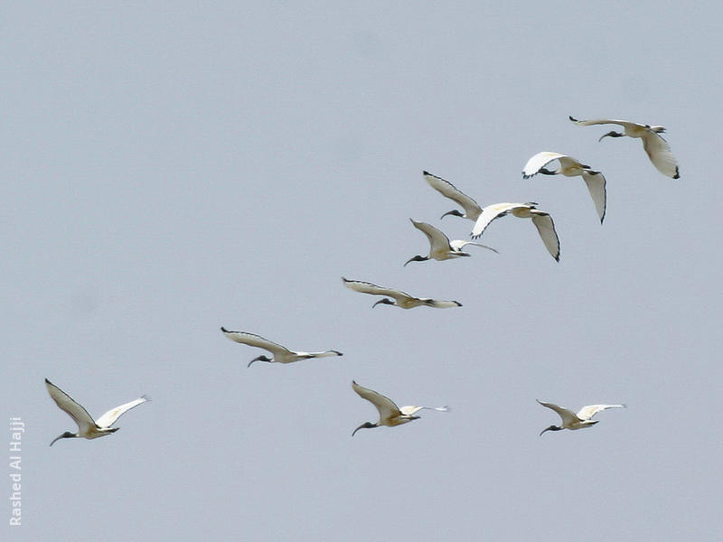 African Sacred Ibis